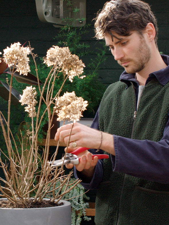 How to prune a Hydrangea